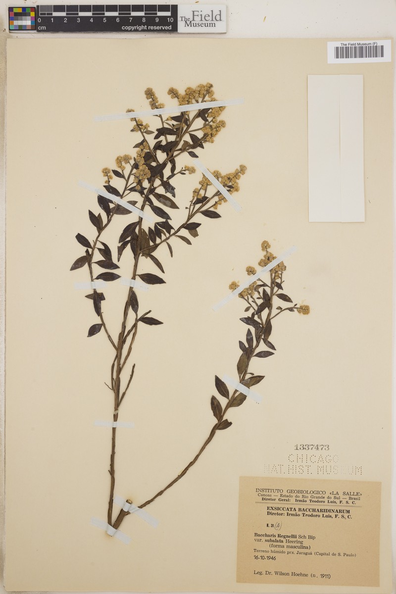 Baccharis burchellii photo 5