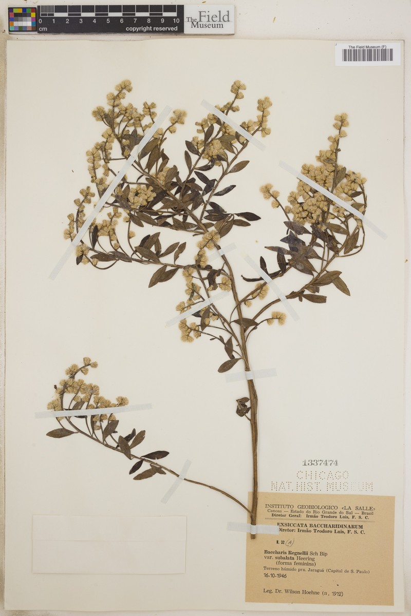 Baccharis burchellii photo 6