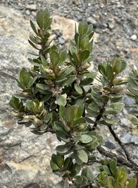 Baccharis buxifolia