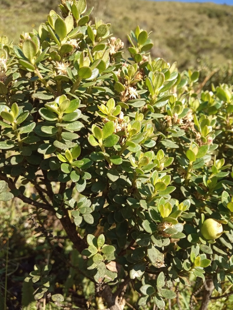 Baccharis buxifolia photo 2
