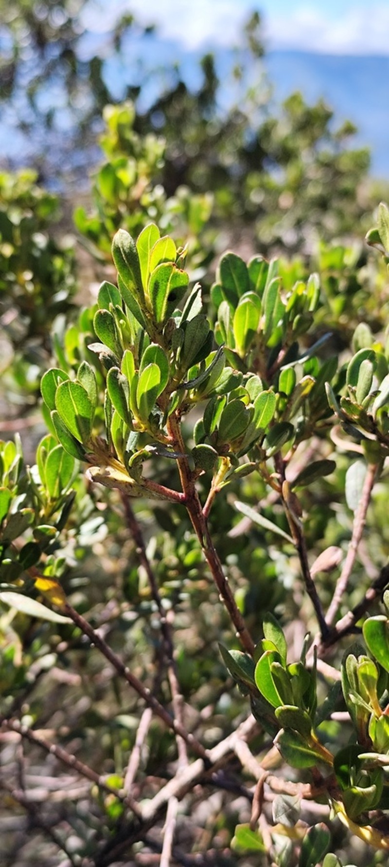 Baccharis buxifolia photo 3