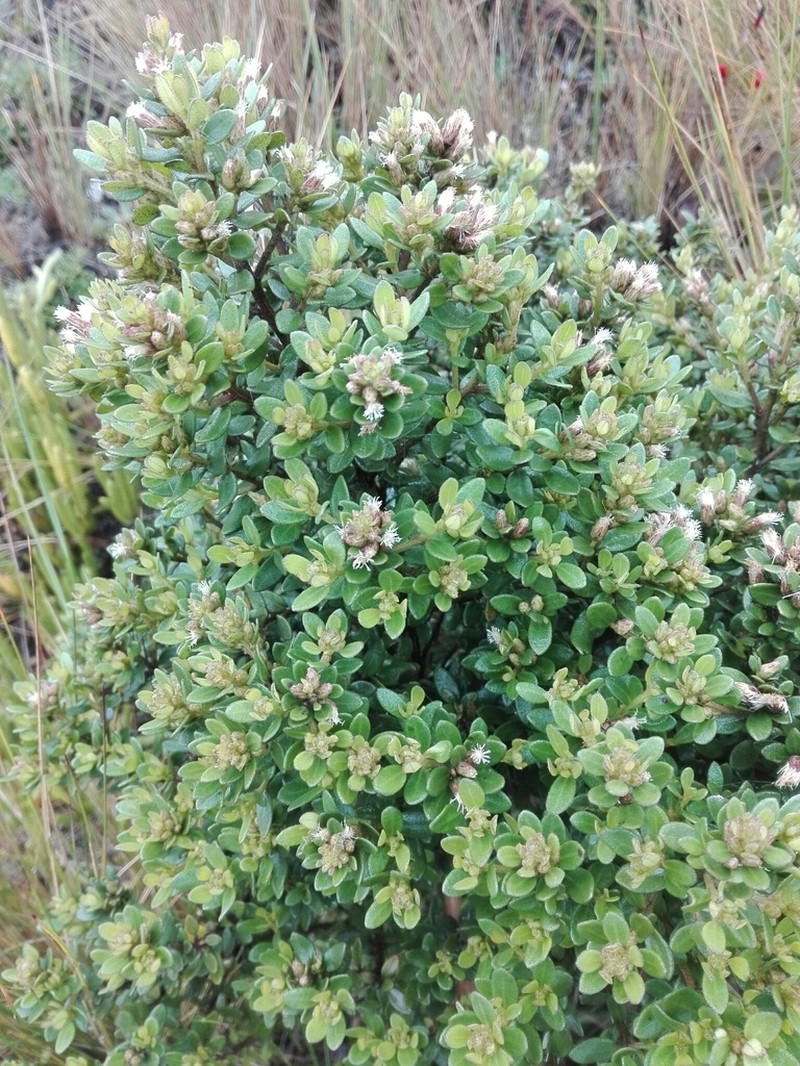 Baccharis buxifolia photo 4