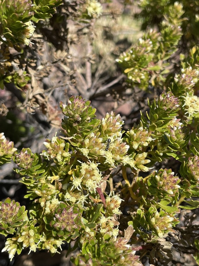 Baccharis buxifolia photo 5