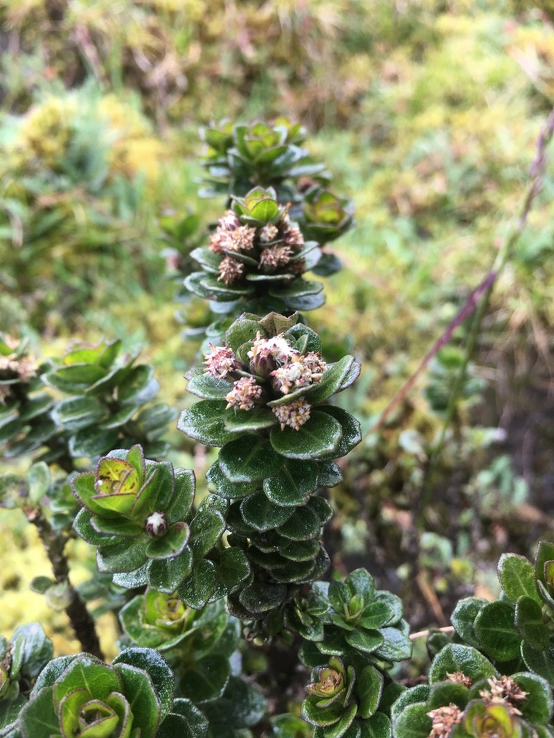 Baccharis buxifolia photo 6
