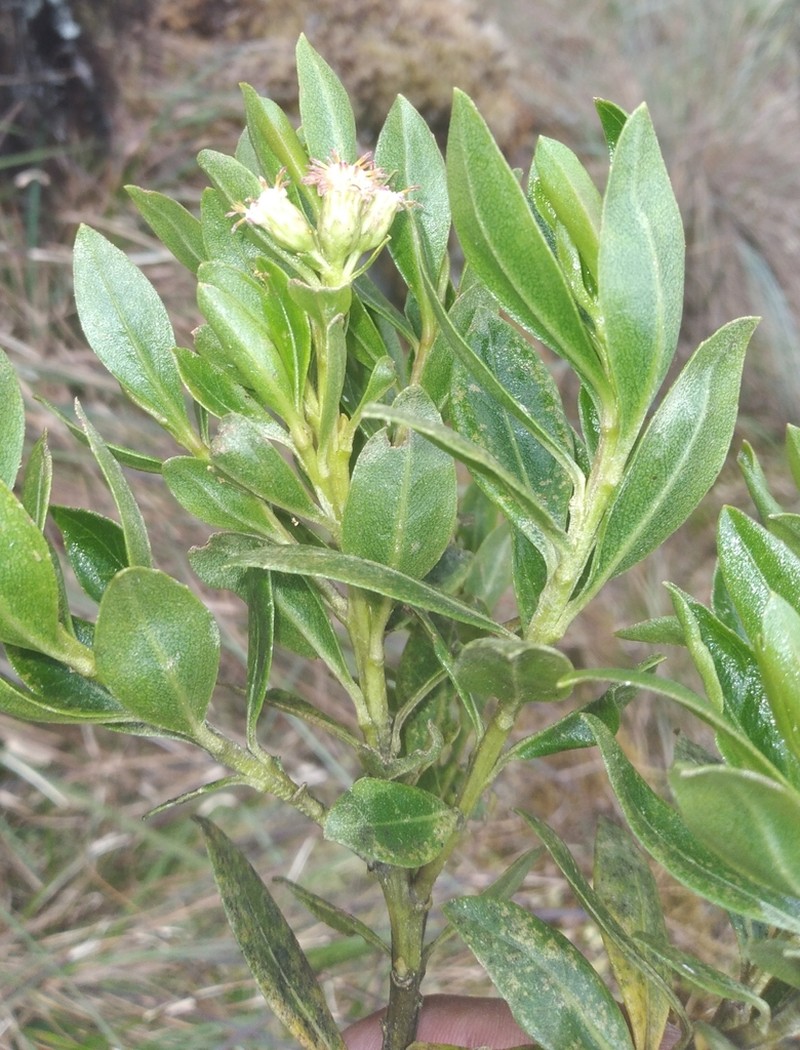 Baccharis buxifolia photo 7
