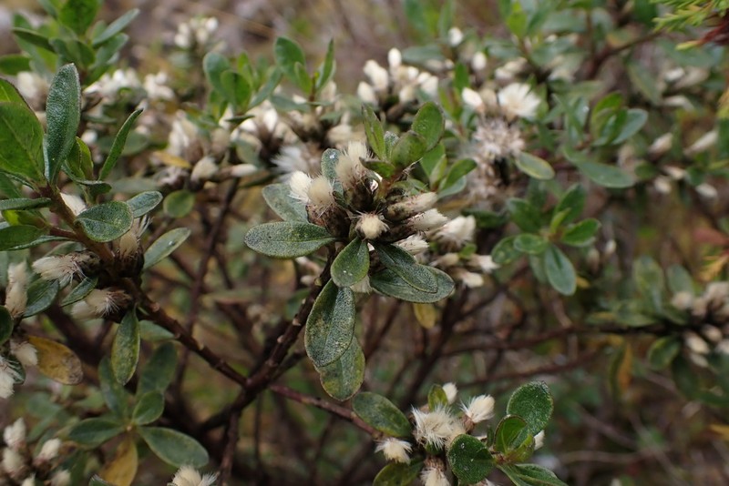 Baccharis buxifolia photo 8