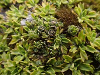 Baccharis caespitosa