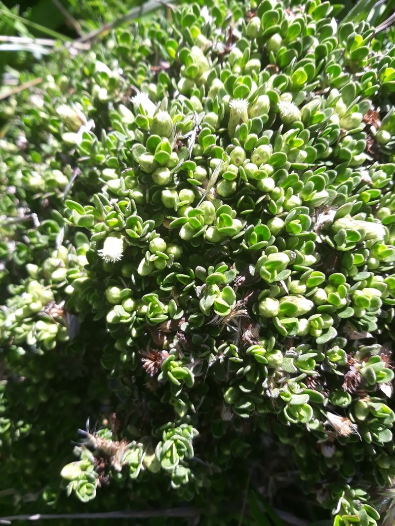 Baccharis caespitosa photo 2