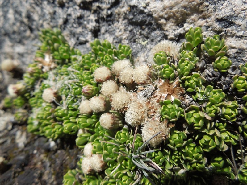 Baccharis caespitosa photo 4