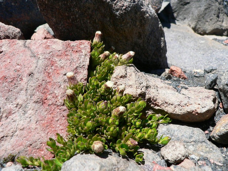 Baccharis caespitosa photo 5