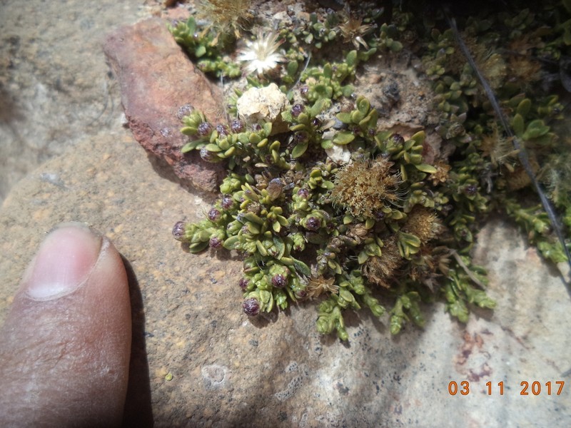 Baccharis caespitosa photo 6