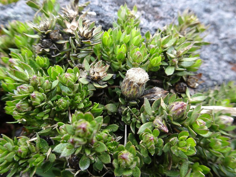 Baccharis caespitosa photo 7
