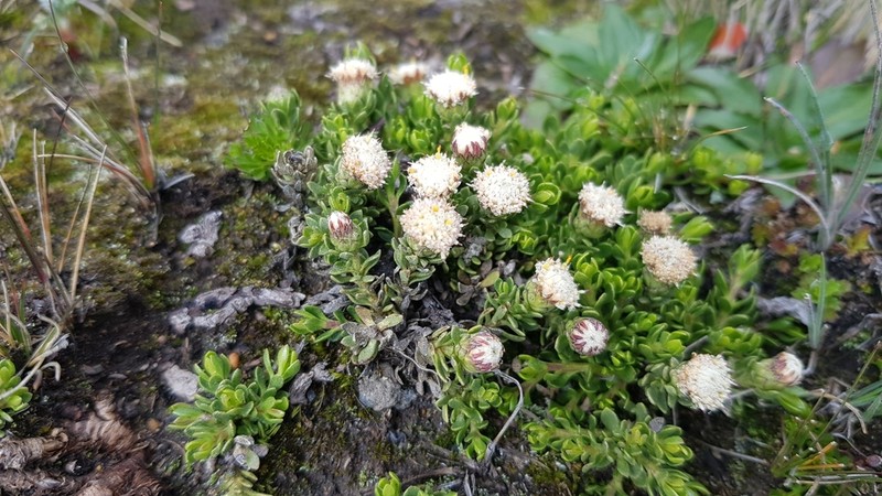 Baccharis caespitosa photo 8