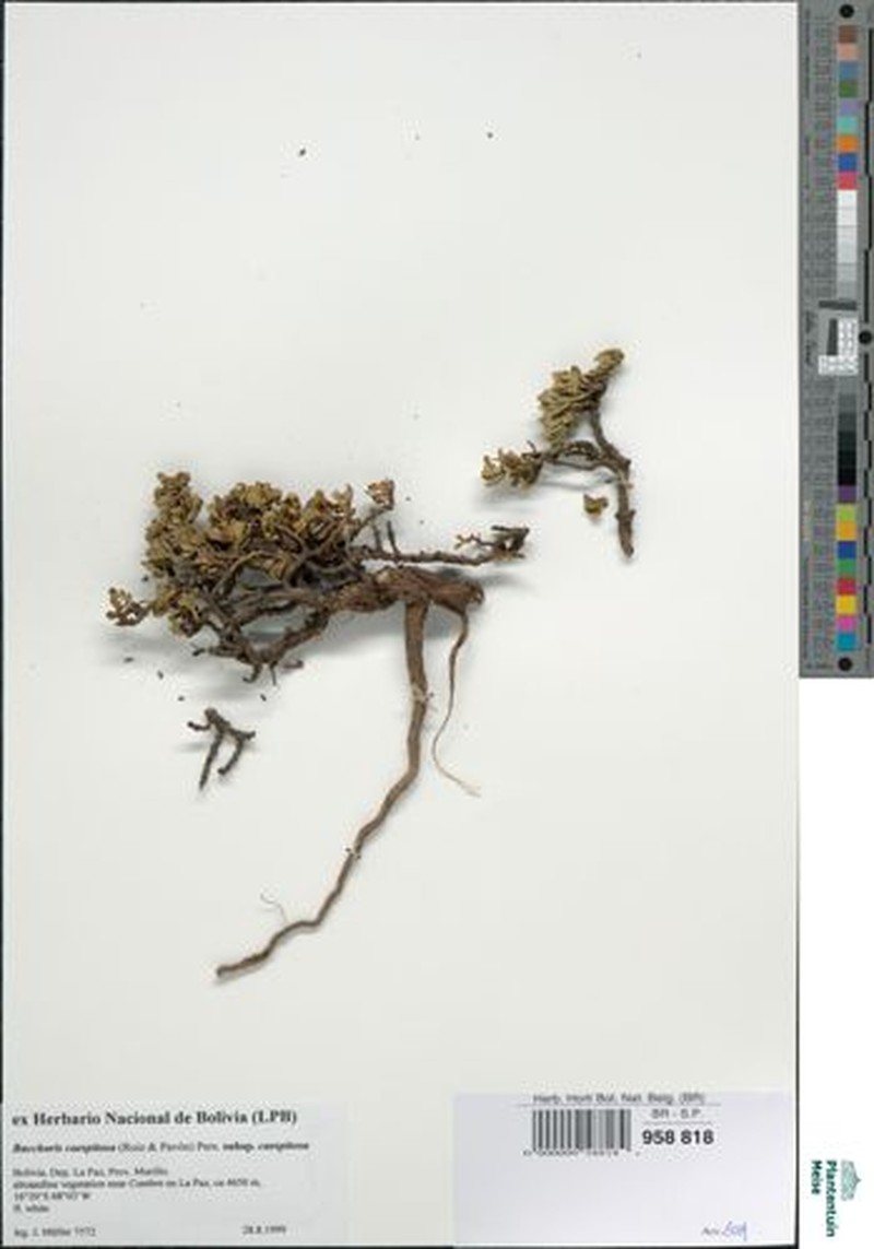 Baccharis caespitosa subsp. caespitosa