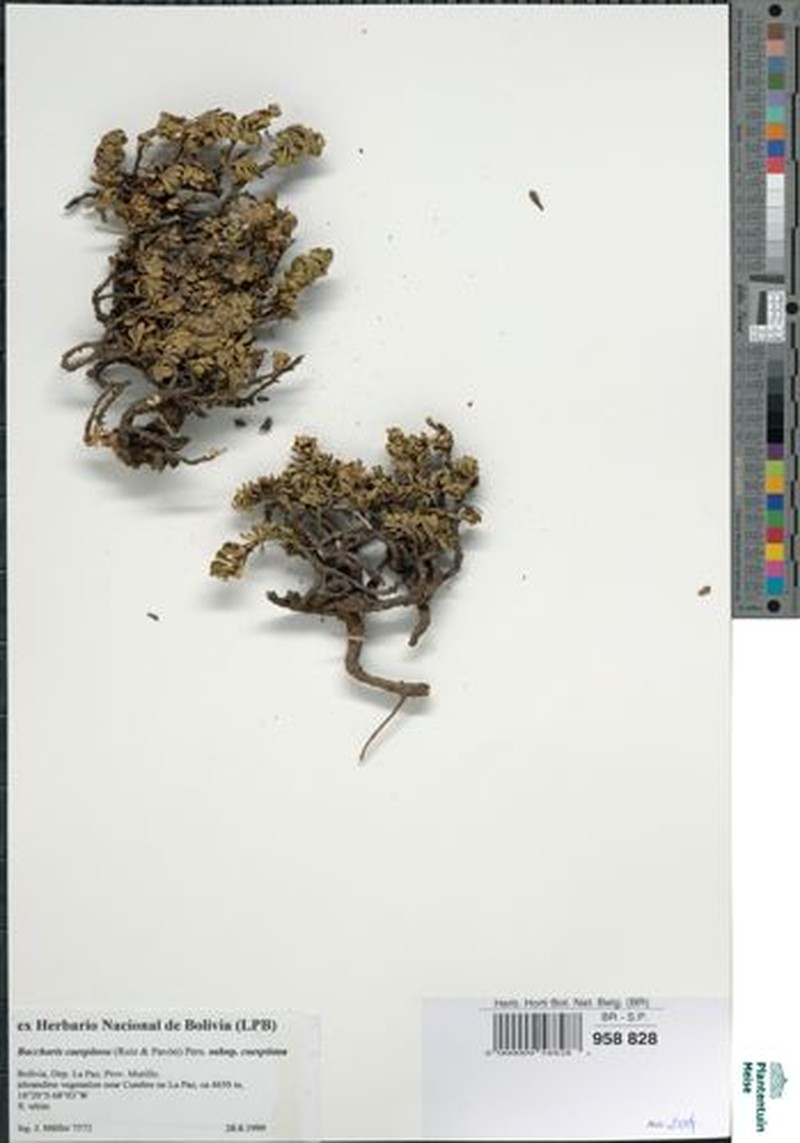 Baccharis caespitosa subsp. caespitosa photo 2