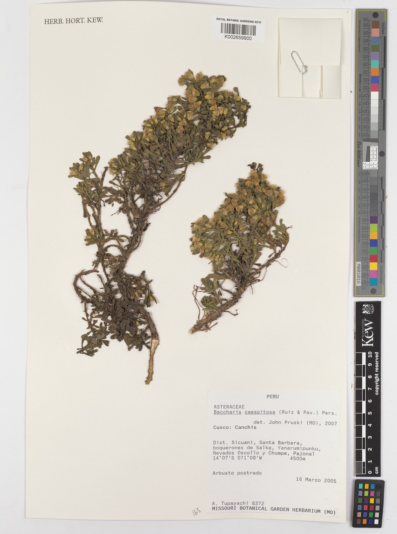 Baccharis caespitosa subsp. caespitosa photo 4
