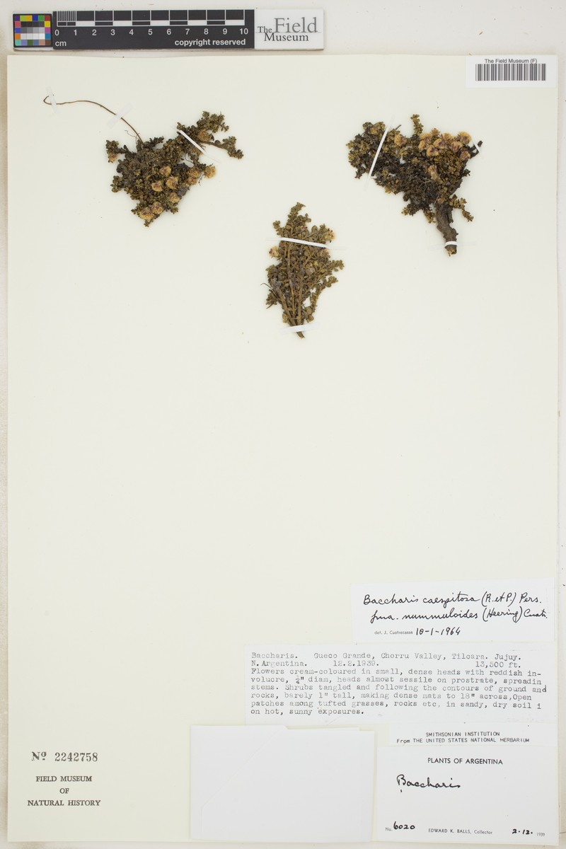 Baccharis caespitosa var. nummuloides photo 2