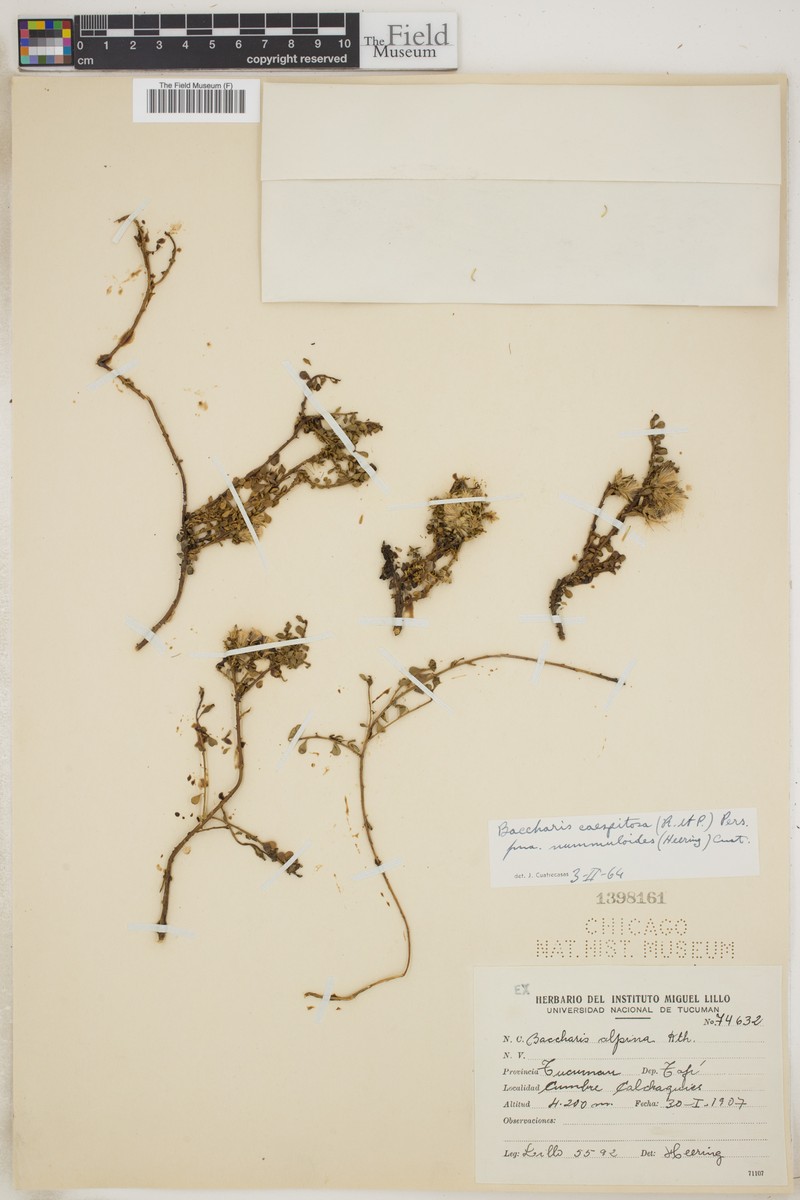 Baccharis caespitosa var. nummuloides photo 3