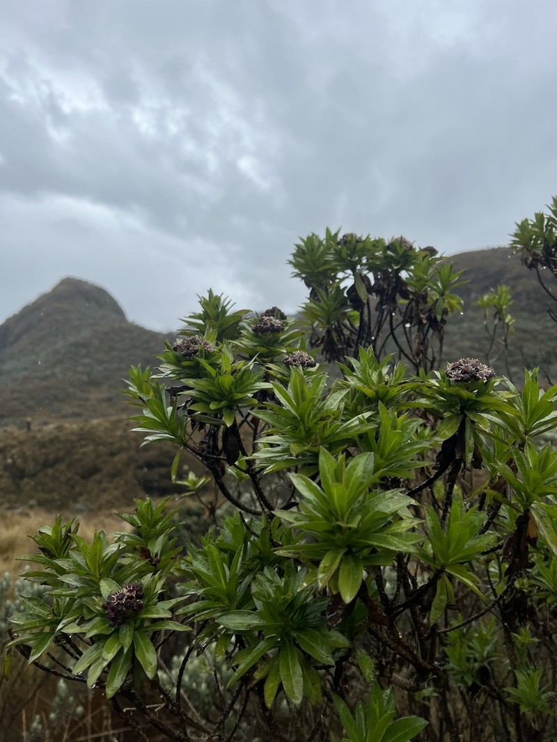 Baccharis caldasiana
