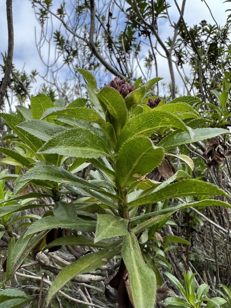 Baccharis caldasiana photo 2