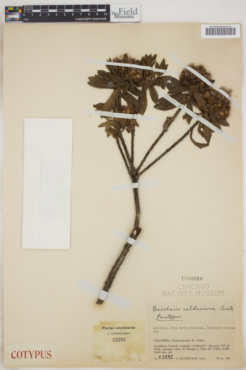 Baccharis caldasiana photo 3