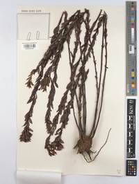 Baccharis camporum