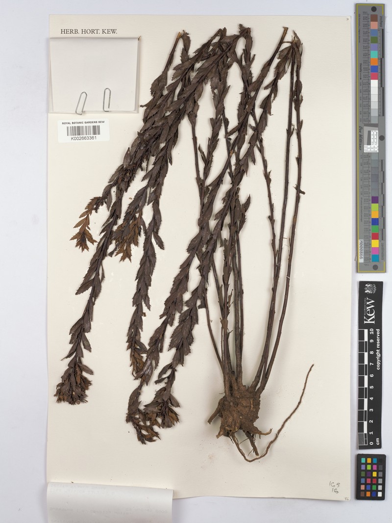 Baccharis camporum