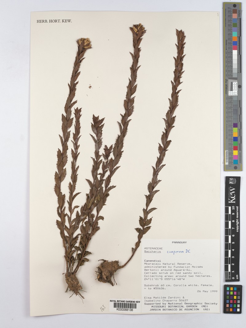 Baccharis camporum photo 3