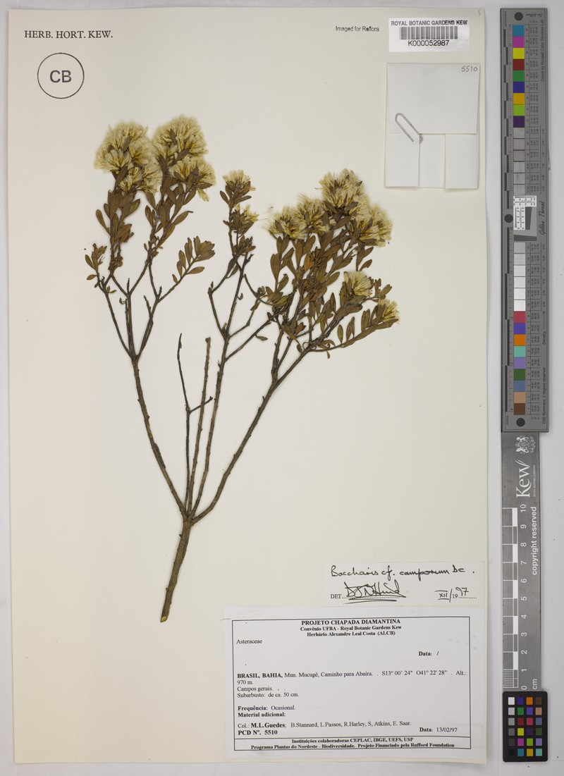 Baccharis camporum photo 4