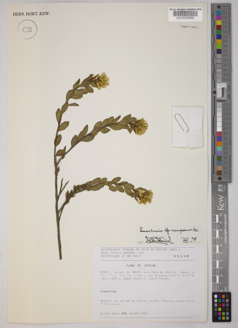 Baccharis camporum photo 6