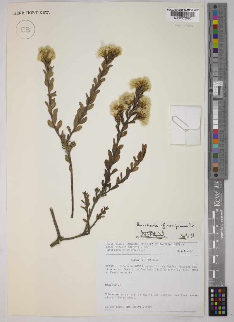 Baccharis camporum photo 7