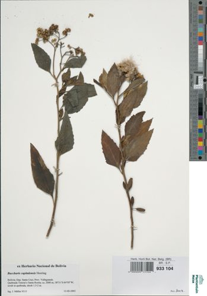 Baccharis capitalensis