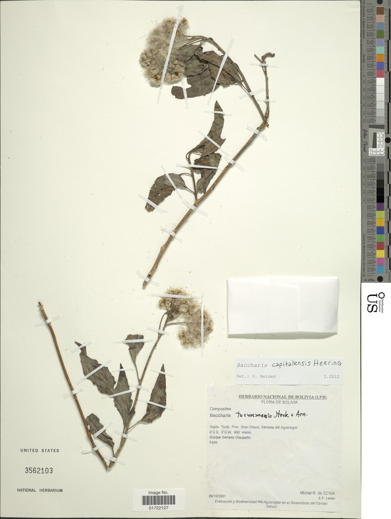 Baccharis capitalensis photo 2