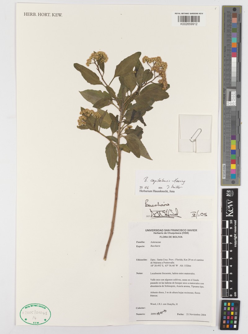 Baccharis capitalensis photo 3