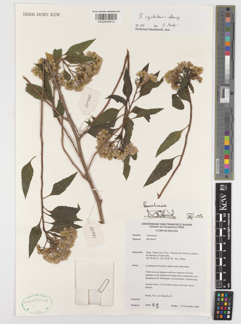 Baccharis capitalensis photo 4