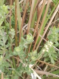 Baccharis caprariifolia