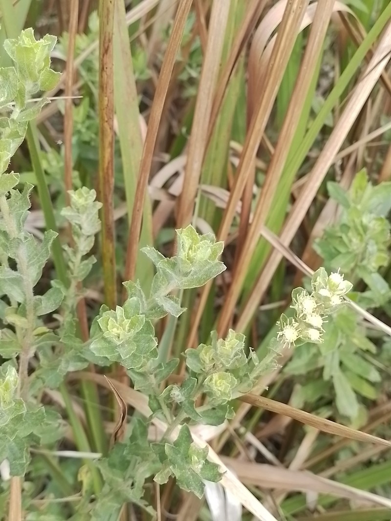 Baccharis caprariifolia