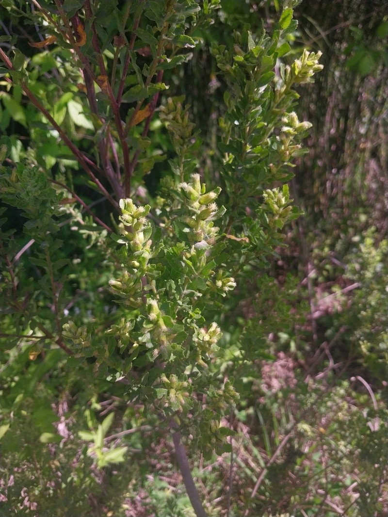 Baccharis caprariifolia photo 2