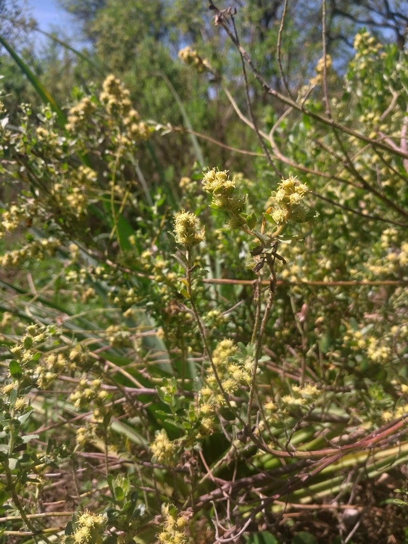 Baccharis caprariifolia photo 3