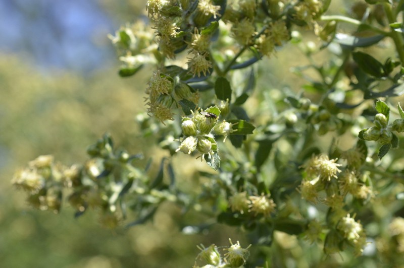 Baccharis caprariifolia photo 4