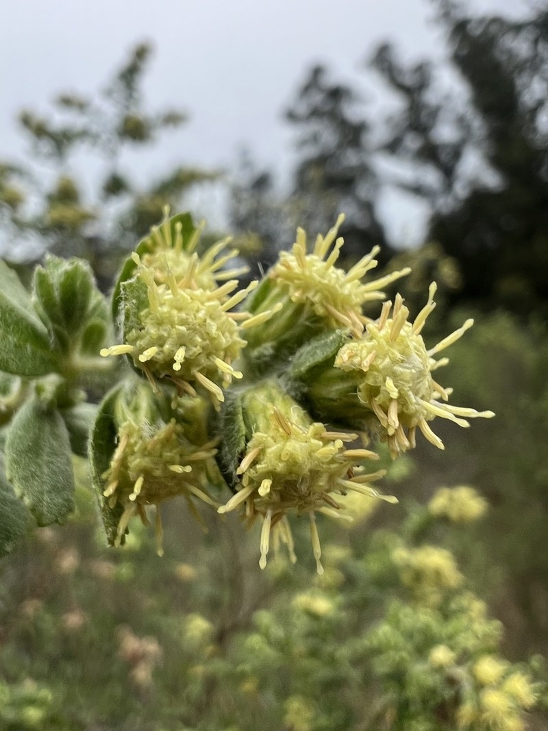 Baccharis caprariifolia photo 5