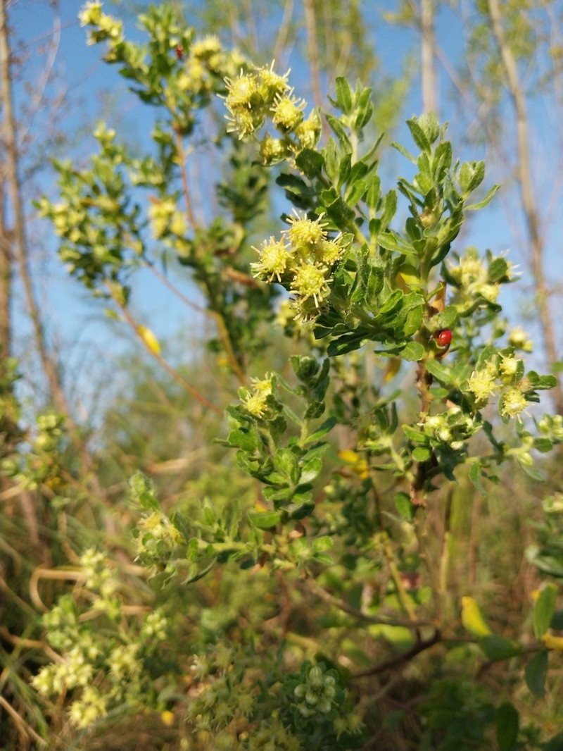 Baccharis caprariifolia photo 6