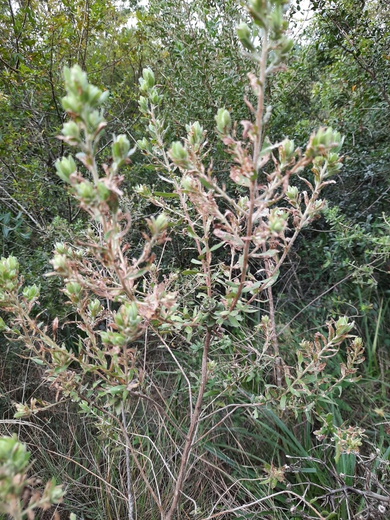 Baccharis caprariifolia photo 7