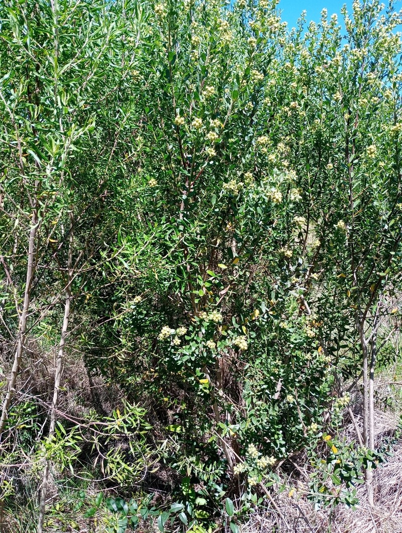 Baccharis caprariifolia photo 8