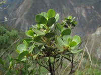 Baccharis chachapoyasensis