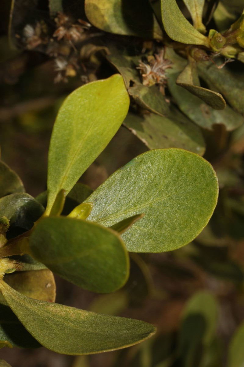 Baccharis chachapoyasensis photo 2