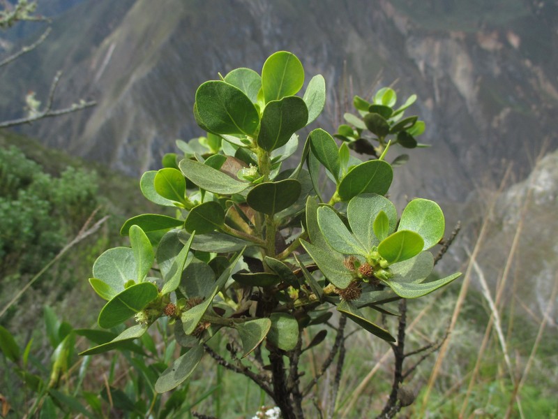 Baccharis chachapoyasensis photo 3