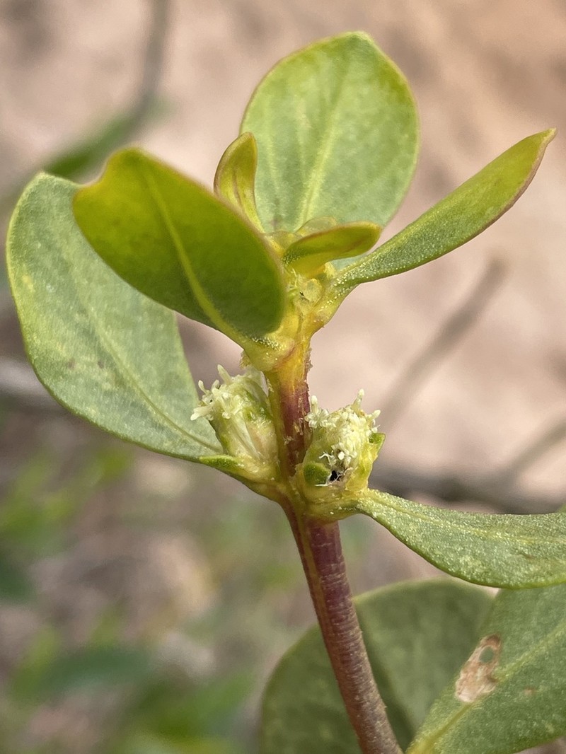 Baccharis chachapoyasensis photo 4