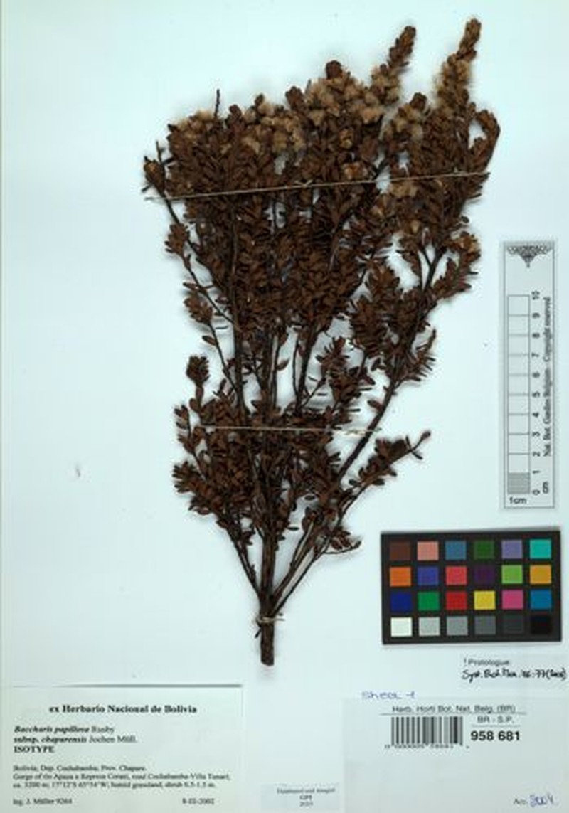 Baccharis chaparensis