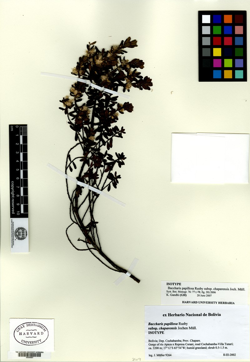 Baccharis chaparensis photo 2